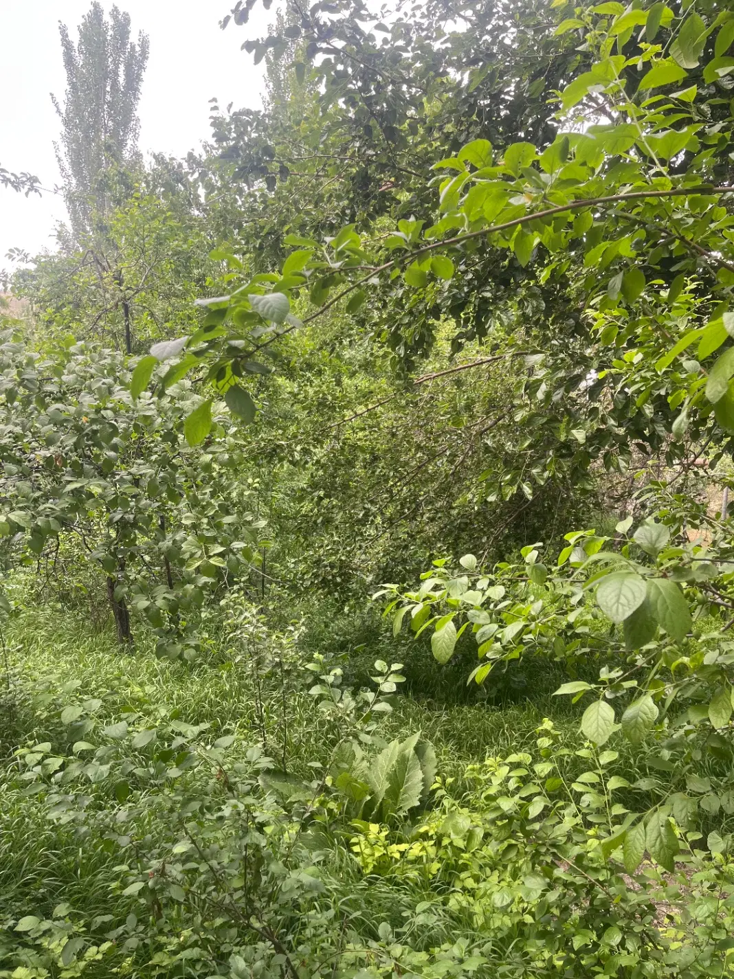 باغ ۱۰۰۰ متری در طرقبه