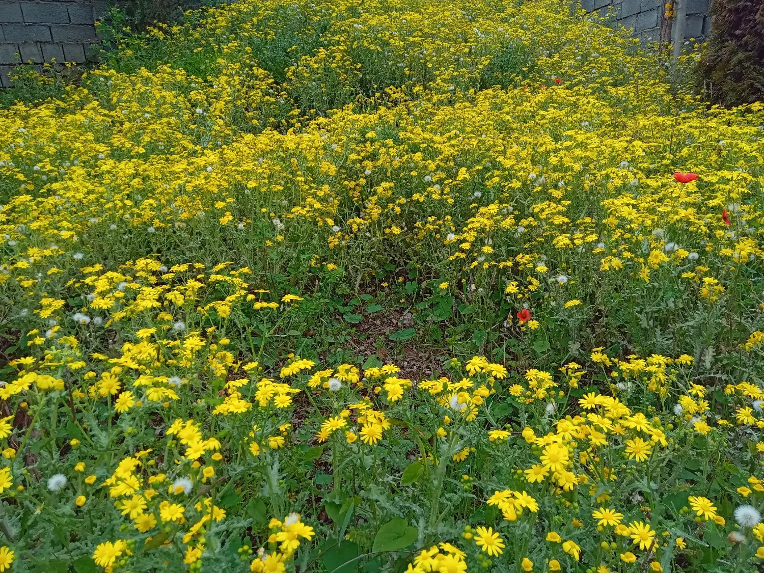 فروش زمین