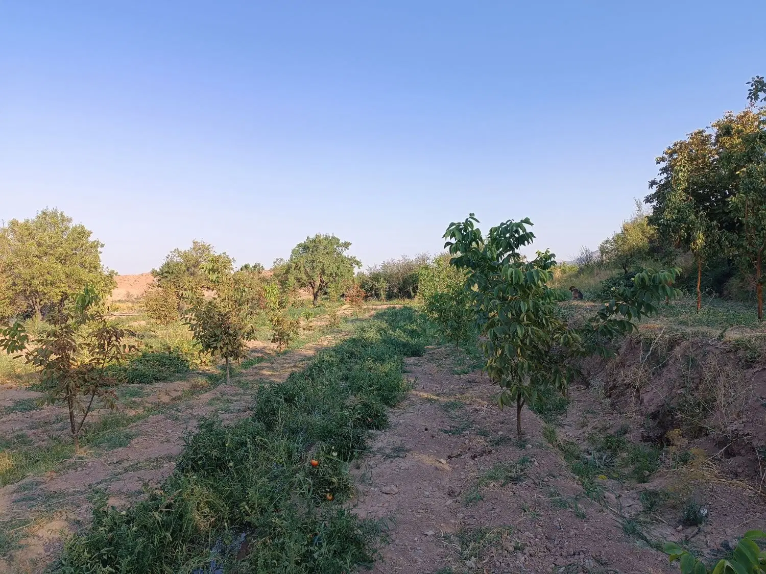 باغ فروشی در روستای یلداش آباد