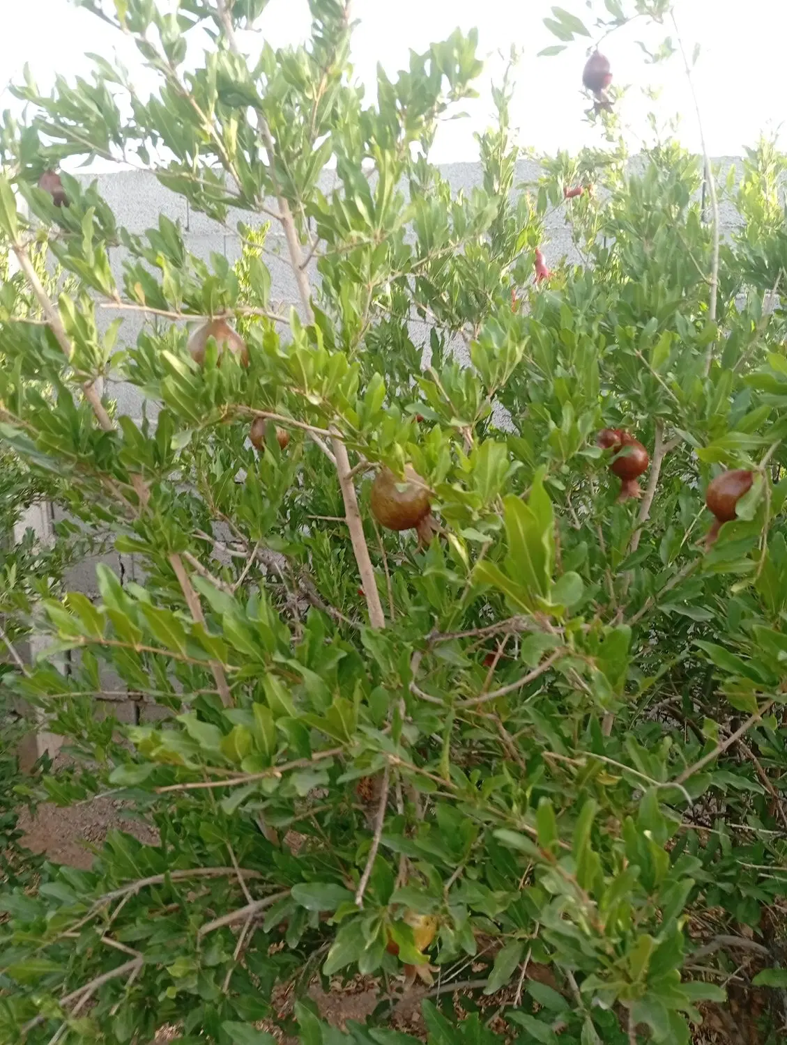 باغ چهار دیواری