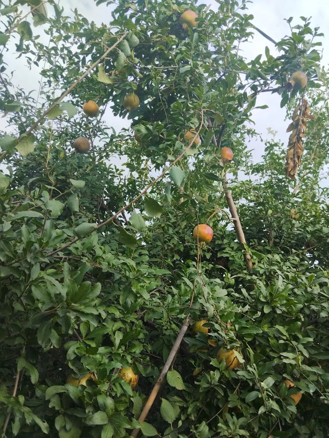 فروش زمین خانه باغ