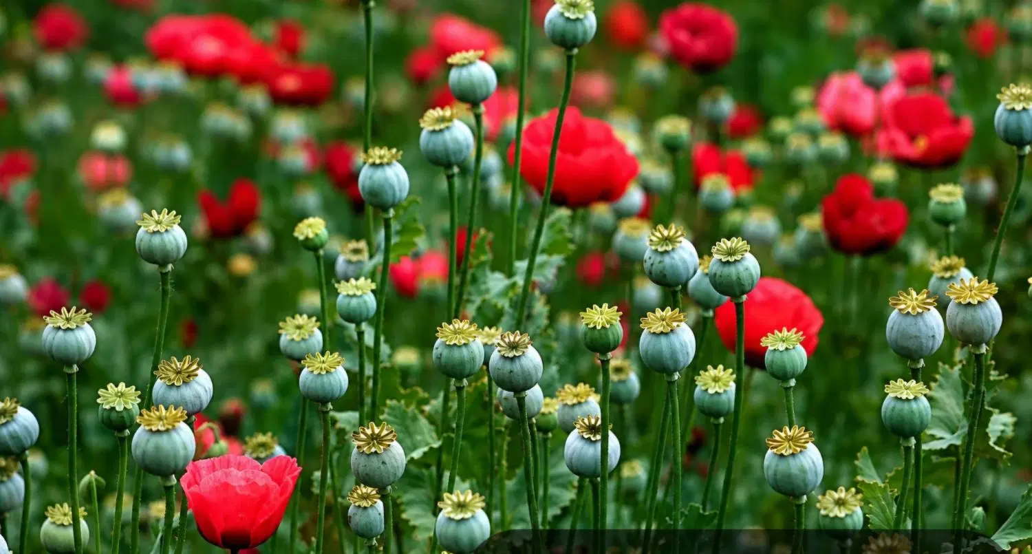 زمین کشاورزی