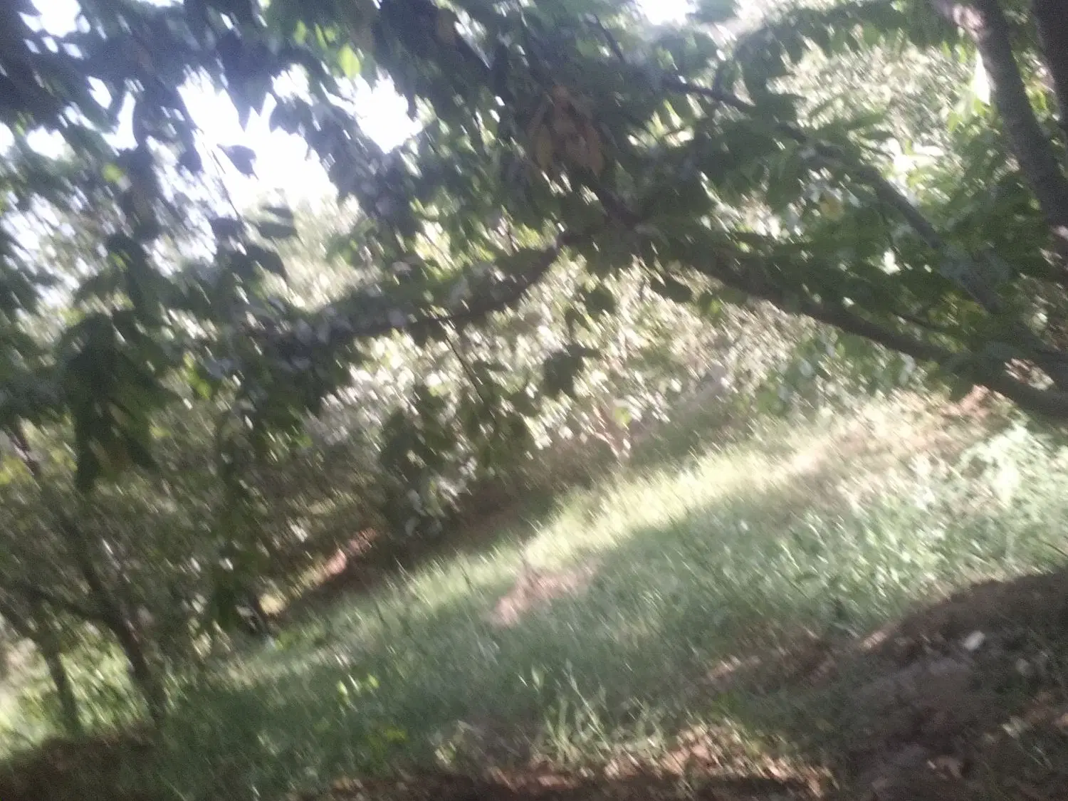 زمین حسن آباد