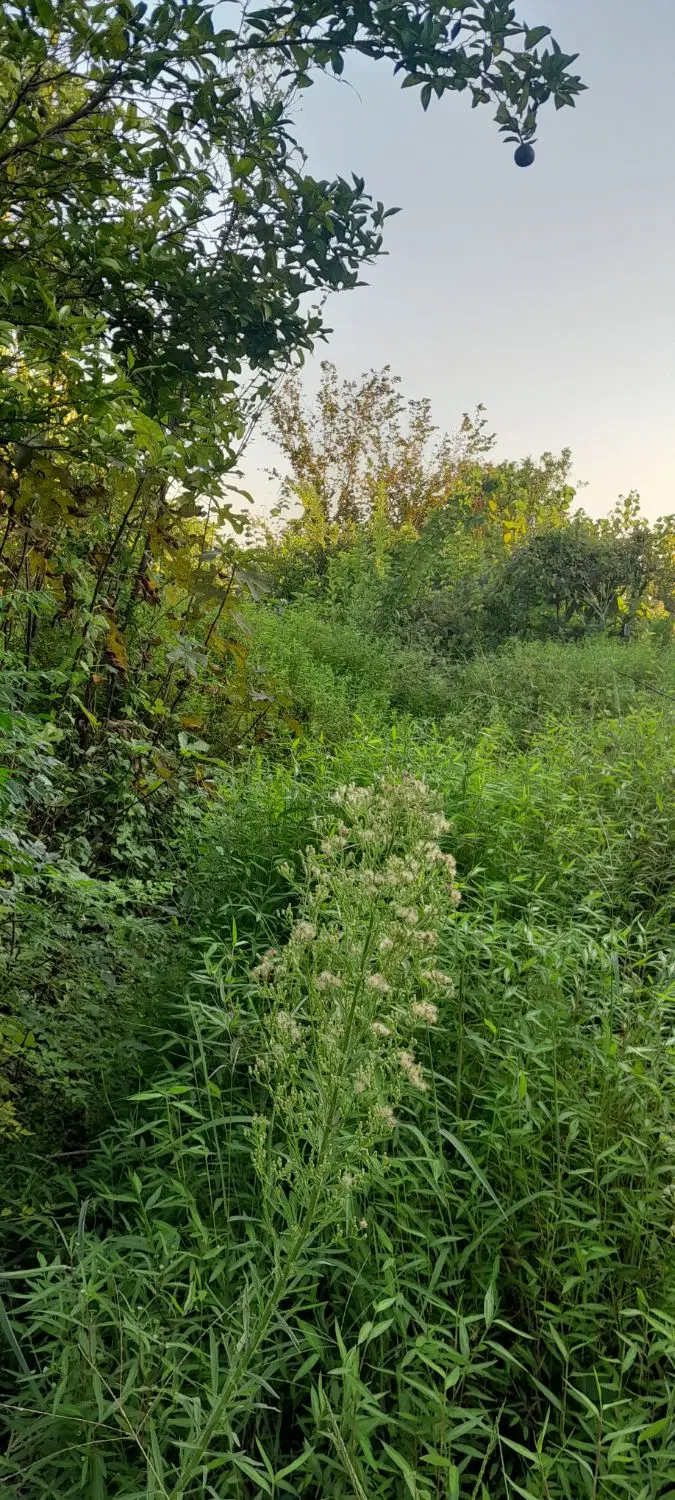 فروش زمین مسکونی خمام روستای شیجان