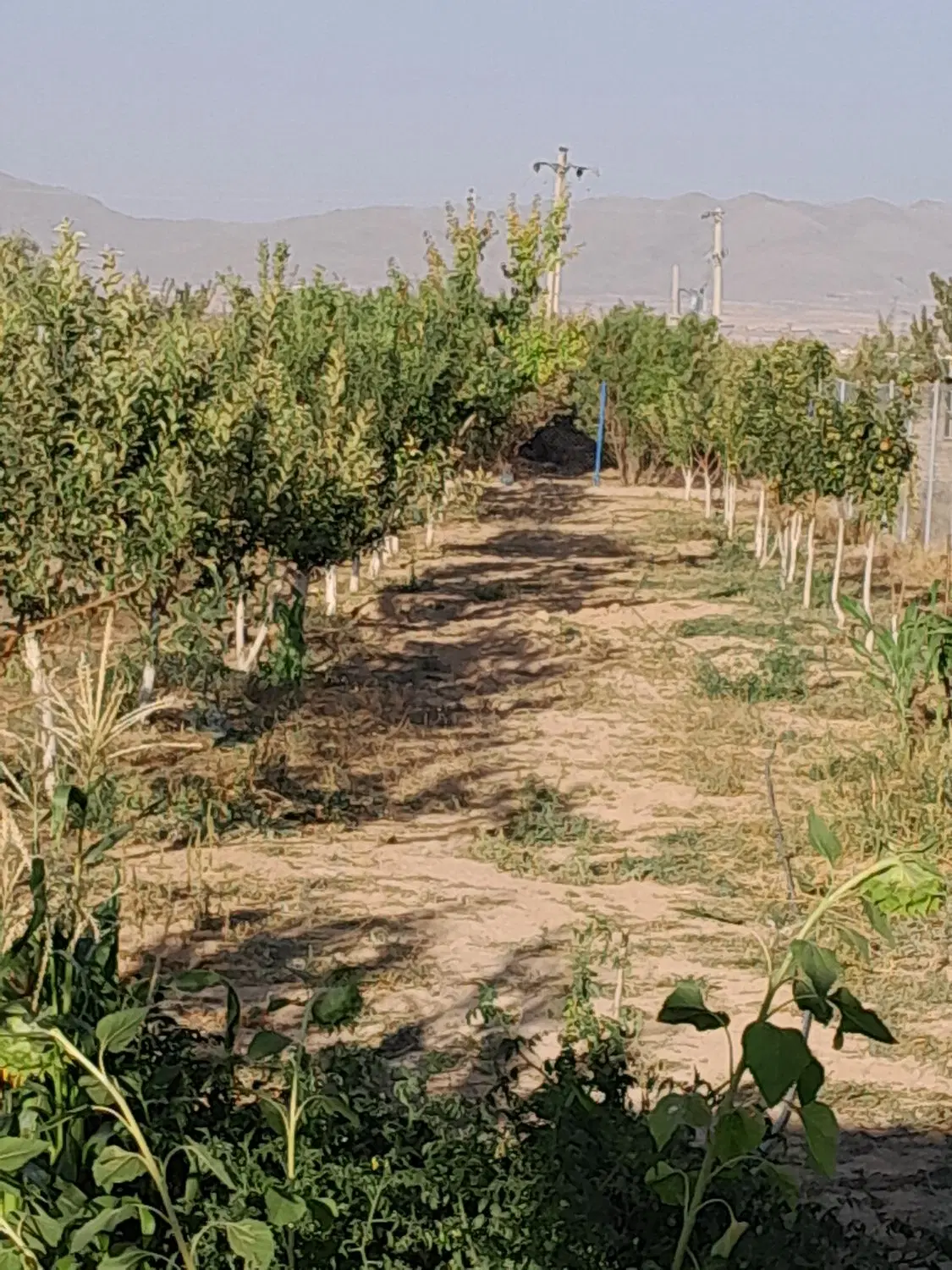 باغشهرساوالان ۶۰۰متری