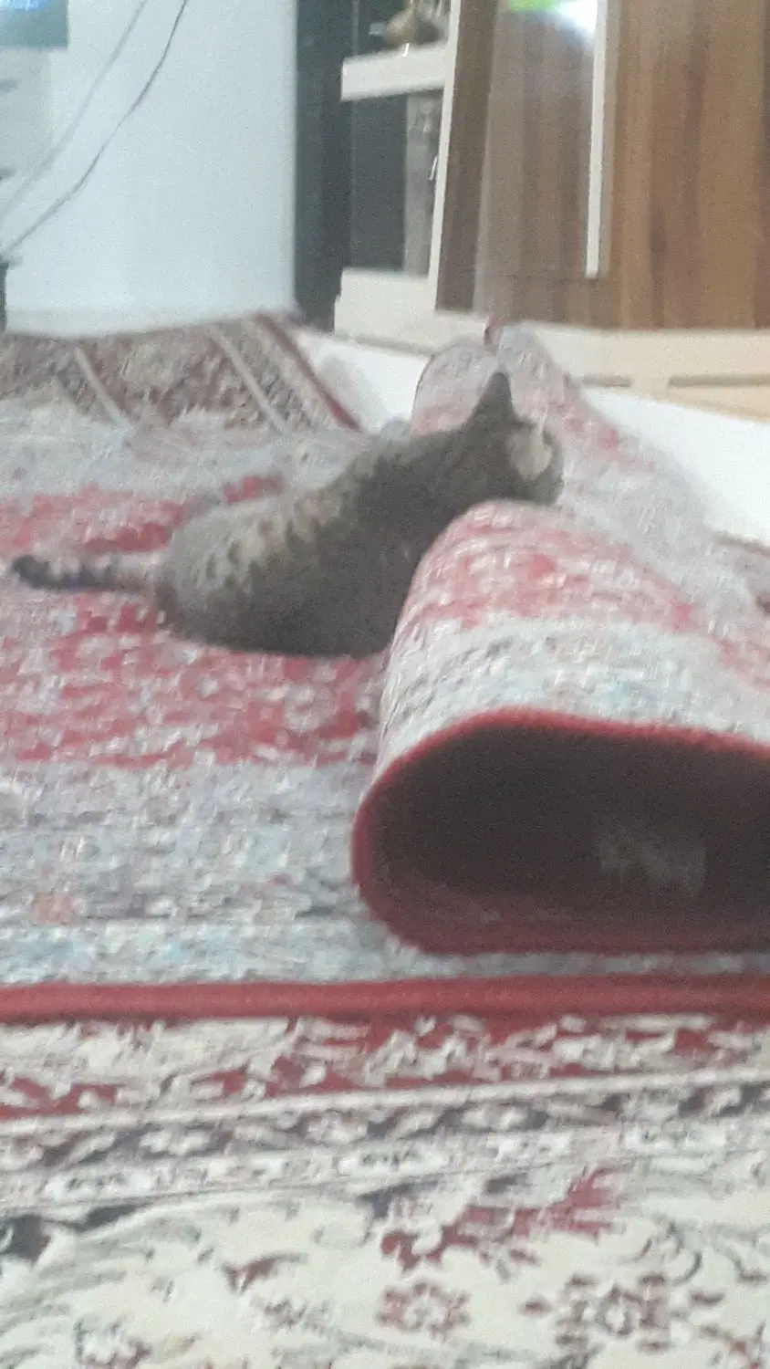 طبقه همکف ۱۴۰متراجاره