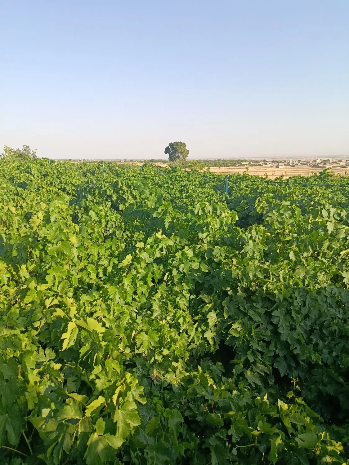 باغ گیلاس