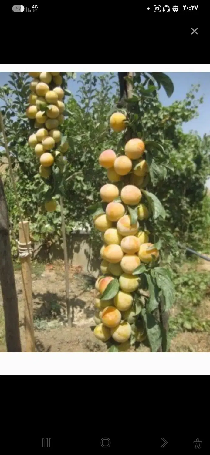 زمین فروشی