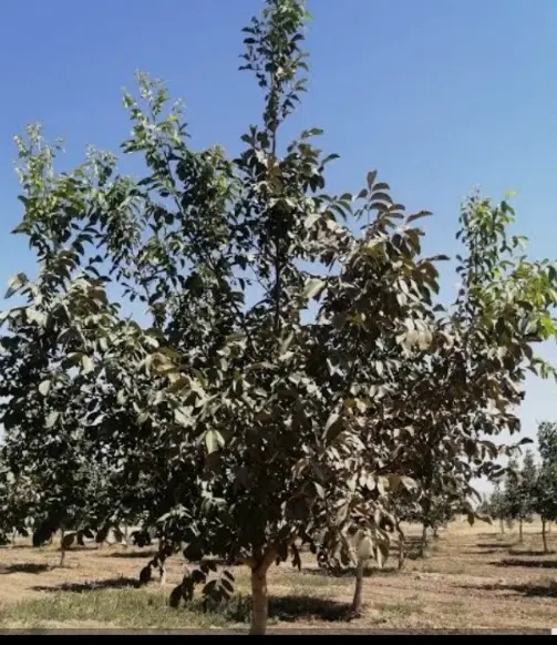 فروش زمین باغی
