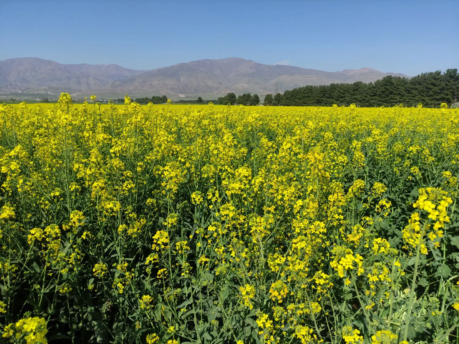 پرورش ماهی و کشت گلخانه ای