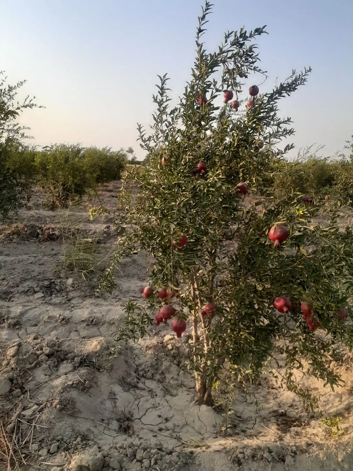 زمین باغی