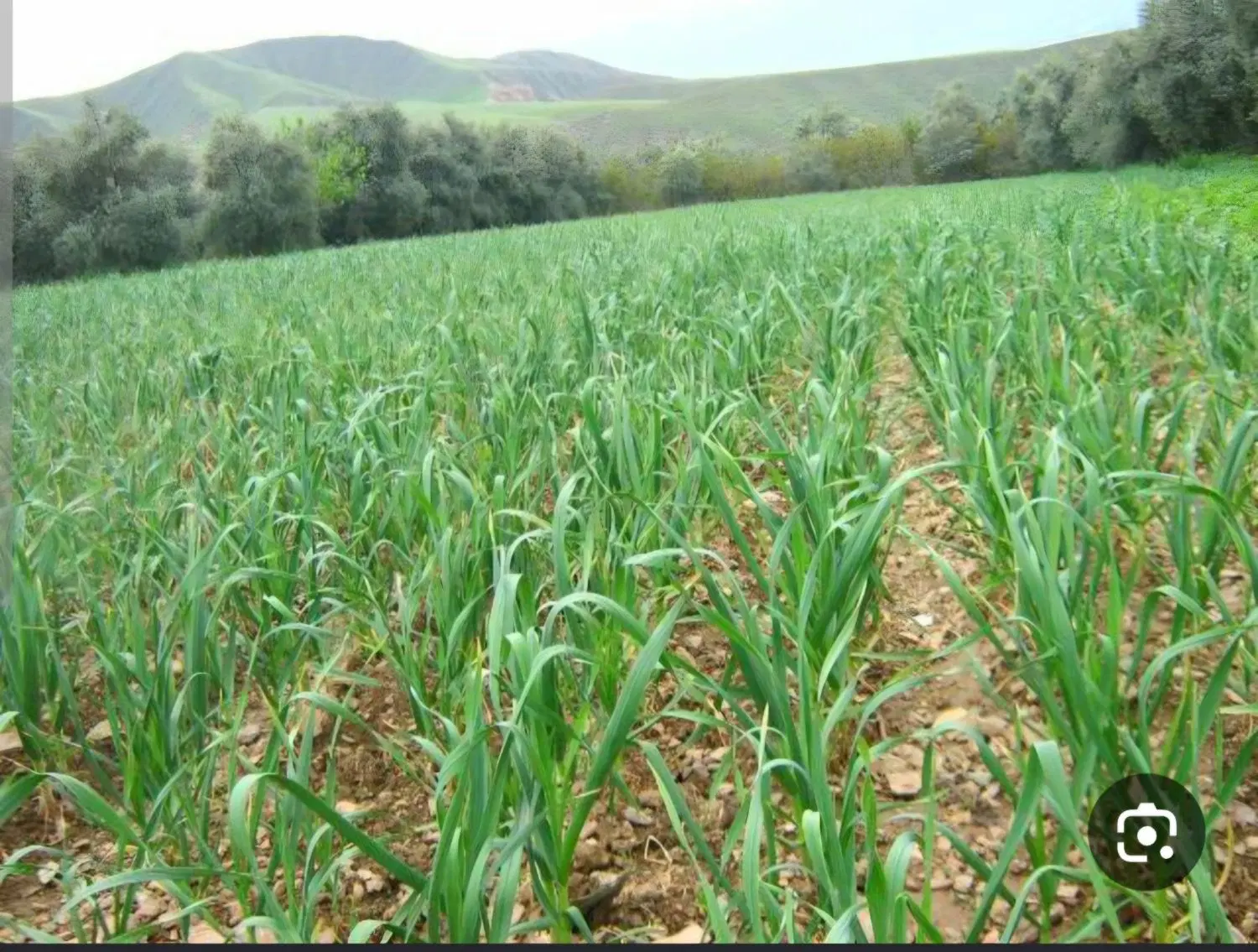 اجاره زمین کشاورزی جا کشت گندم  جهت کشت سیر
