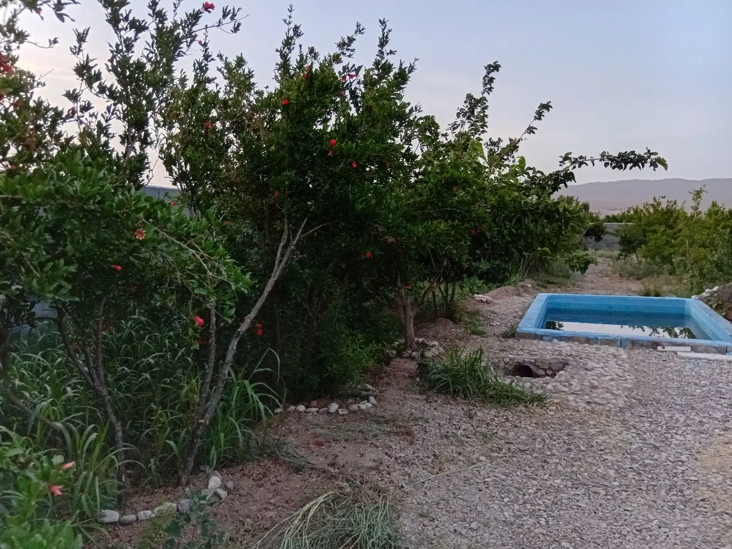 باغ انار