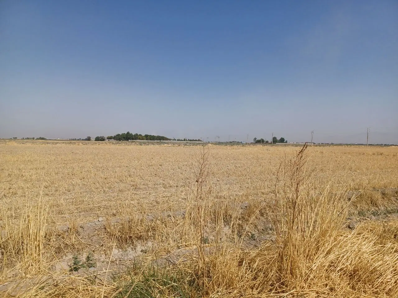 زمین کشاورزی
