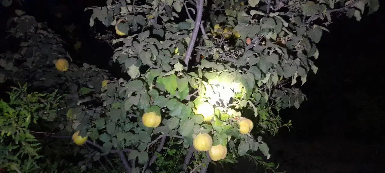 اجاره،باغ میوه
