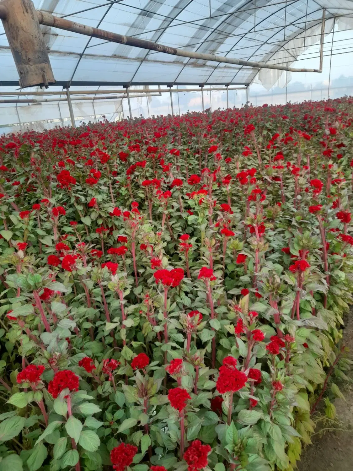 ۳۰۰۰ متر گلخانه اجاره ای(فیلستان)