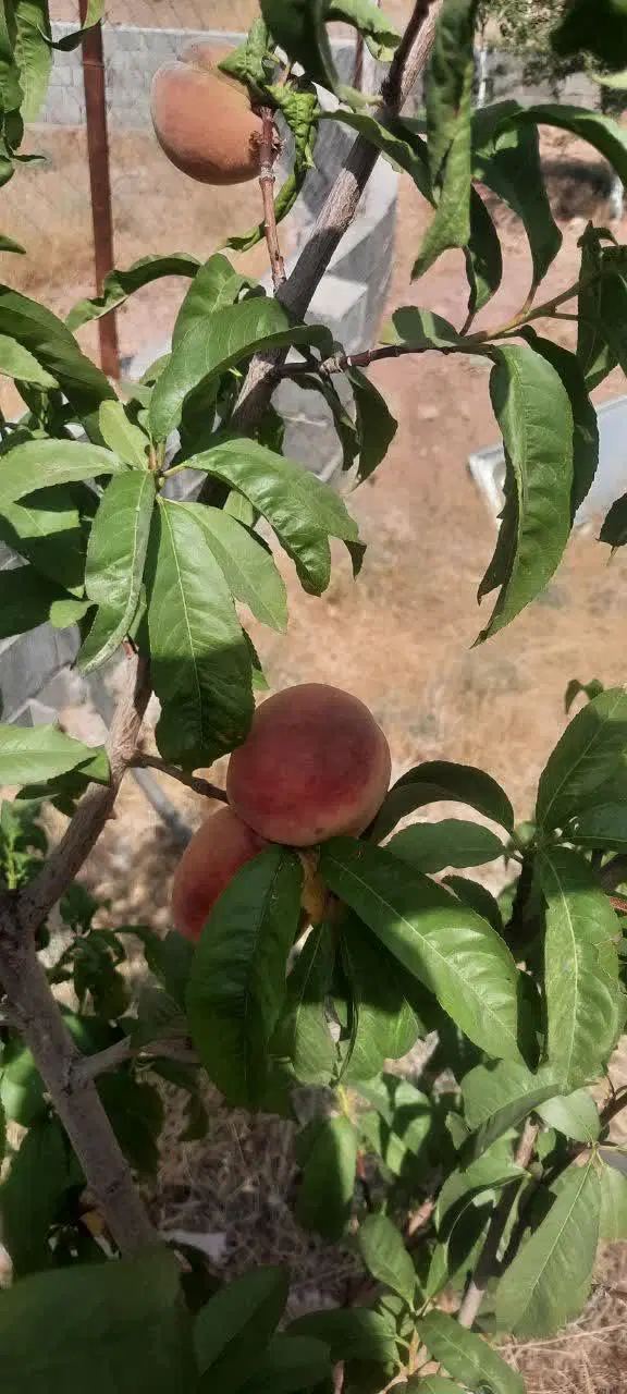 قیمت خوب زمین و باغ