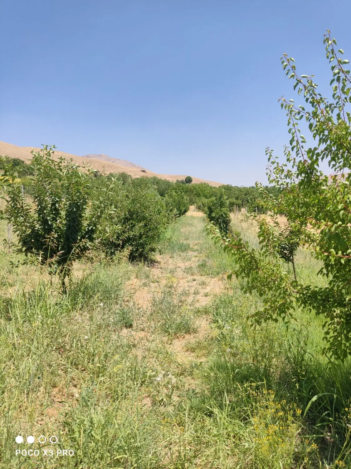 فروش باغ مثمرونقلی درروستای گردشگری دستجرده سفلی