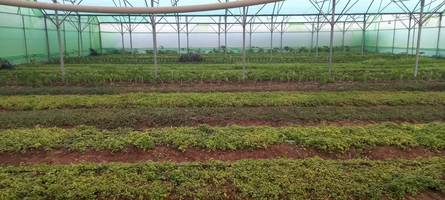 ۴۸۱۲ متر ویلا باغ با گلخانه