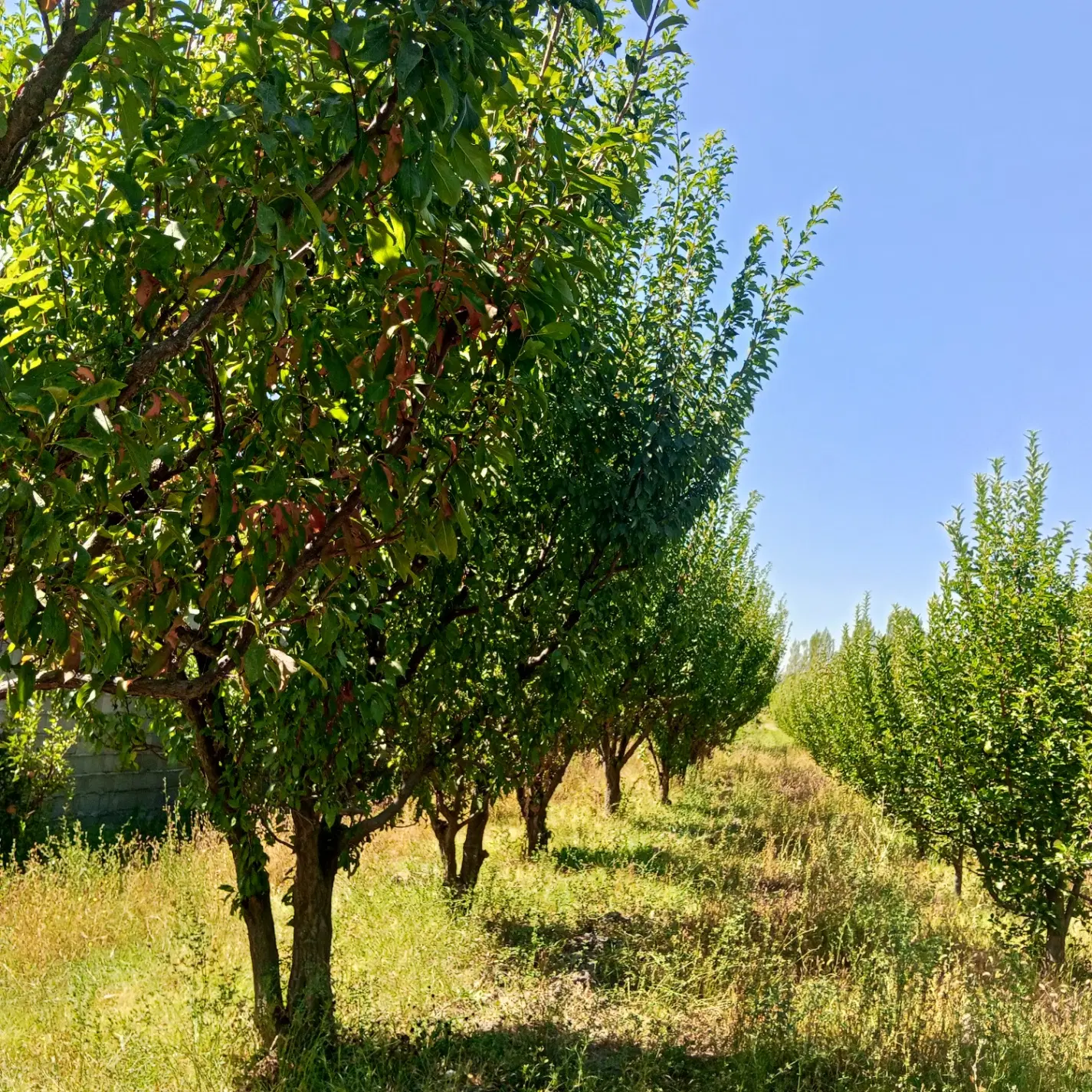 باغچه