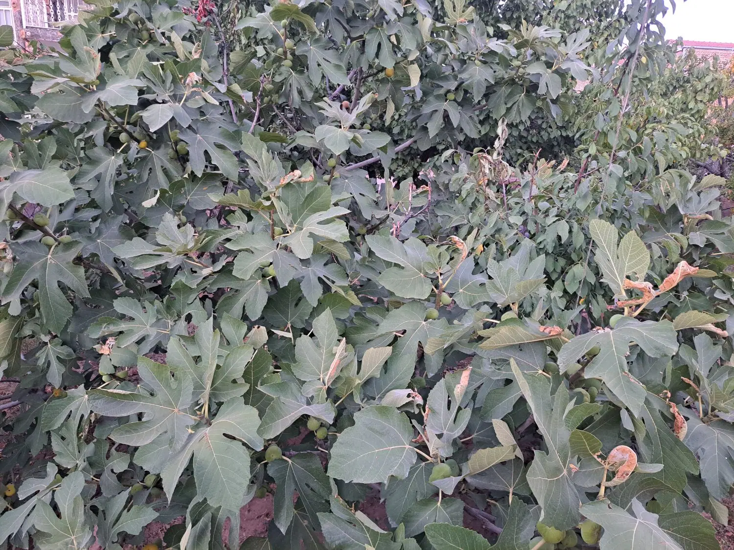 باغ ویلا