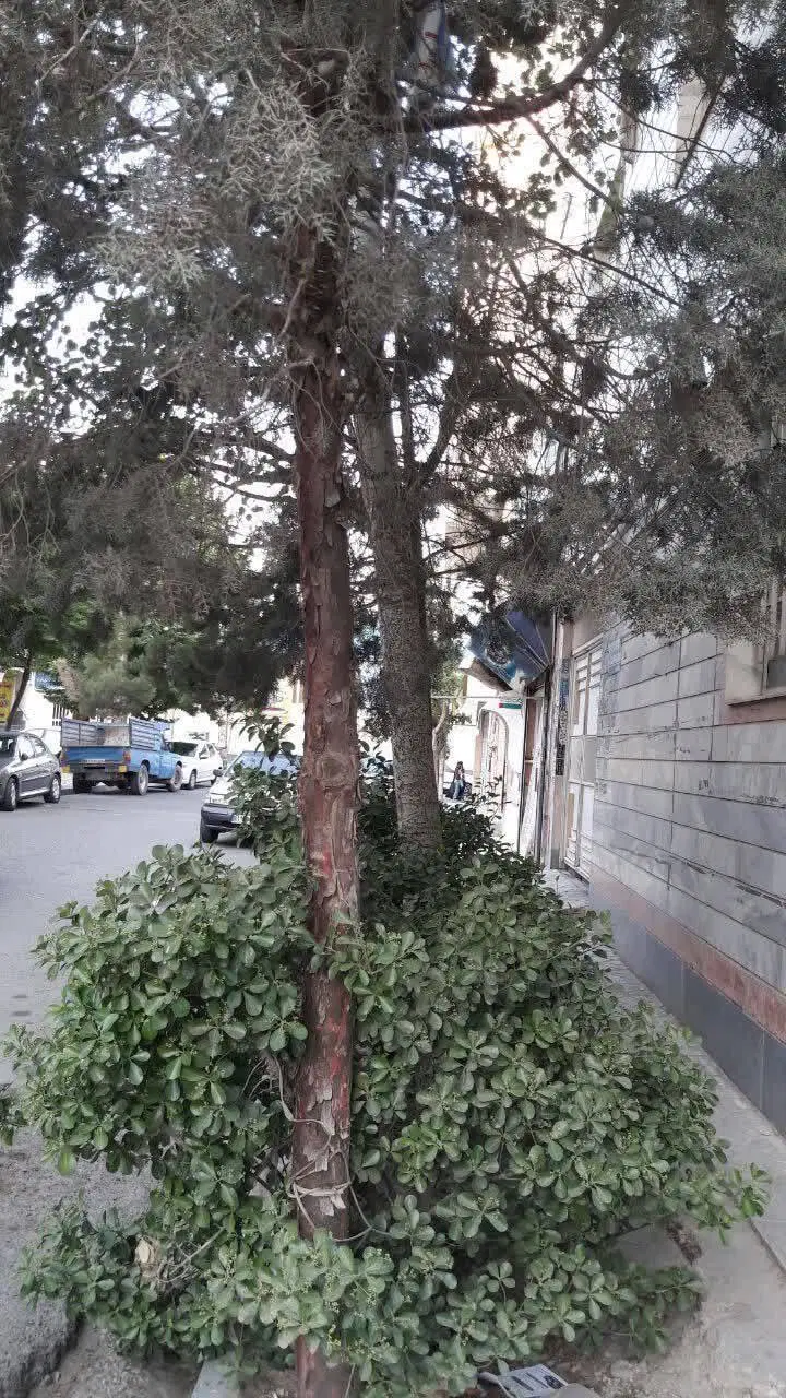 زمین مسکونی ۲۵۰ متری