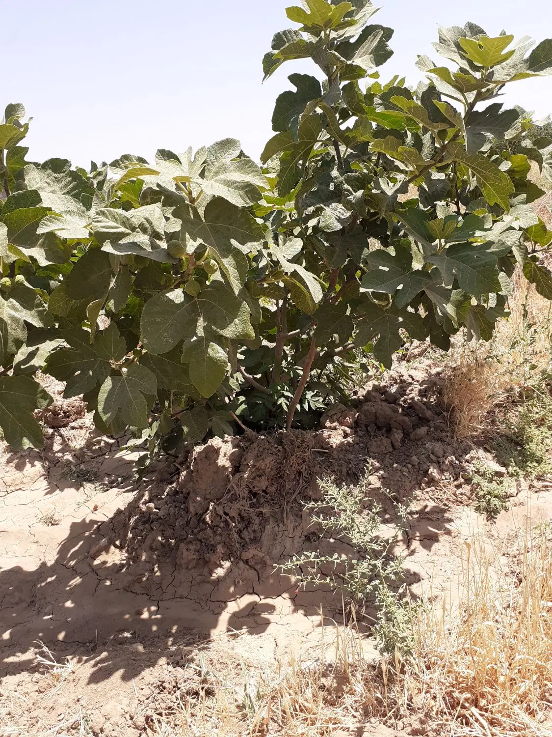 باغ سردرختی ۸۰۰متری دشت لویین