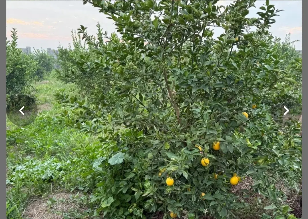 زمین ویلایی کوچه باغ 600متر