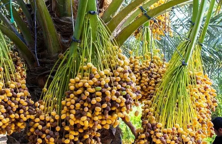 زمین کشاورزی