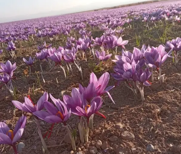 نصف کاری زعفران