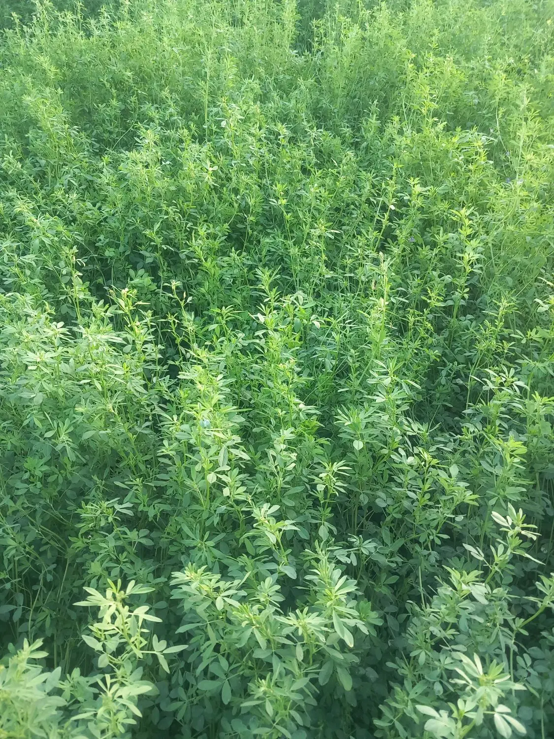 فروش یونجه در زمین