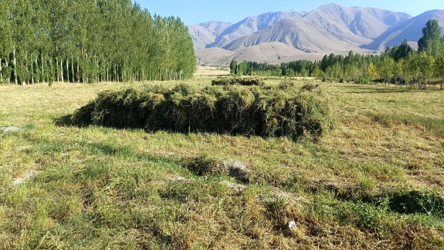 یونجه پرسی ۴۵۰و دست ۳۵۰