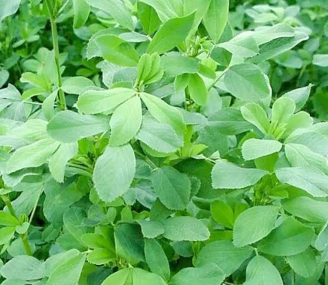 یونجه