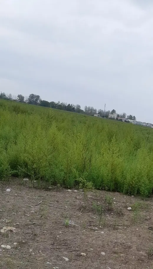 زمین مسکونی