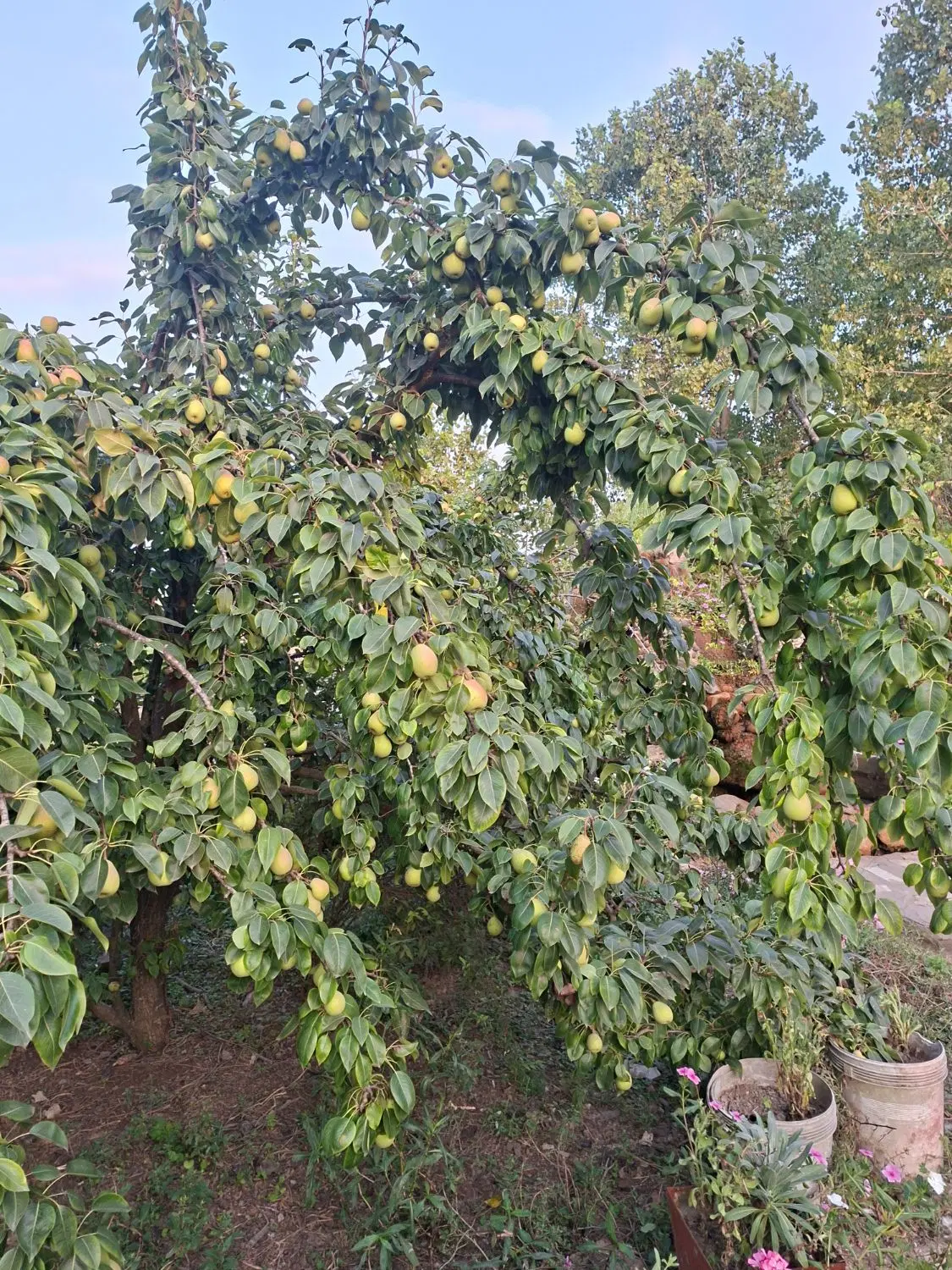 خانه ویلا