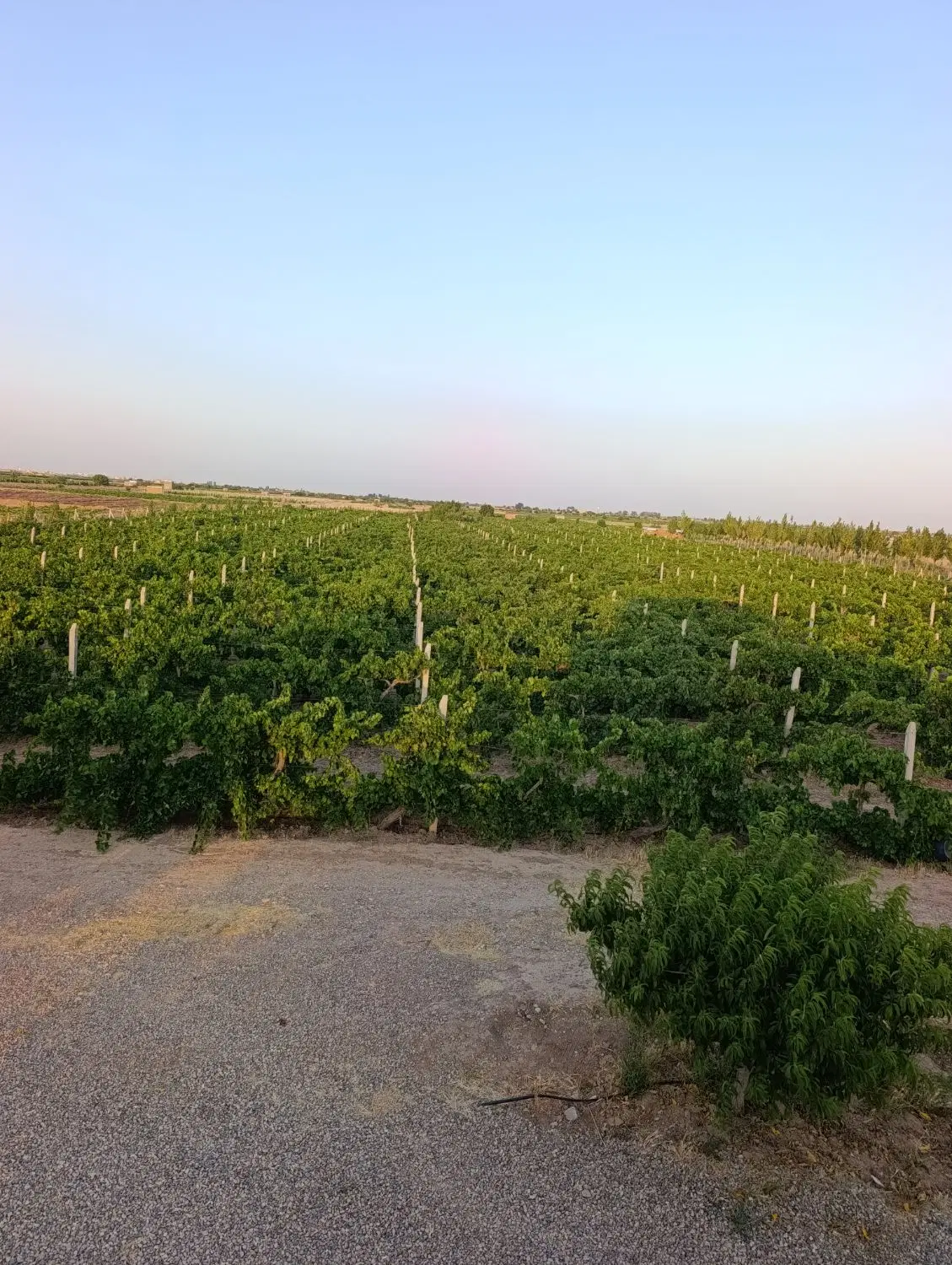 ۲ هکتار باغ انگور داربستی شهر نرجه تاکستان