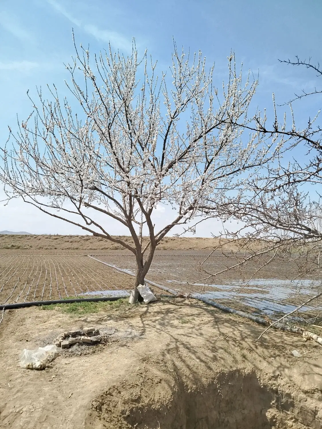 اجاره خانه