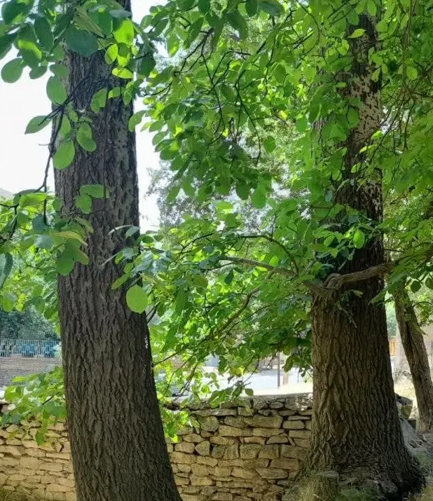 باغ ۱۰۸۰ متر لوکیشن بی مانند