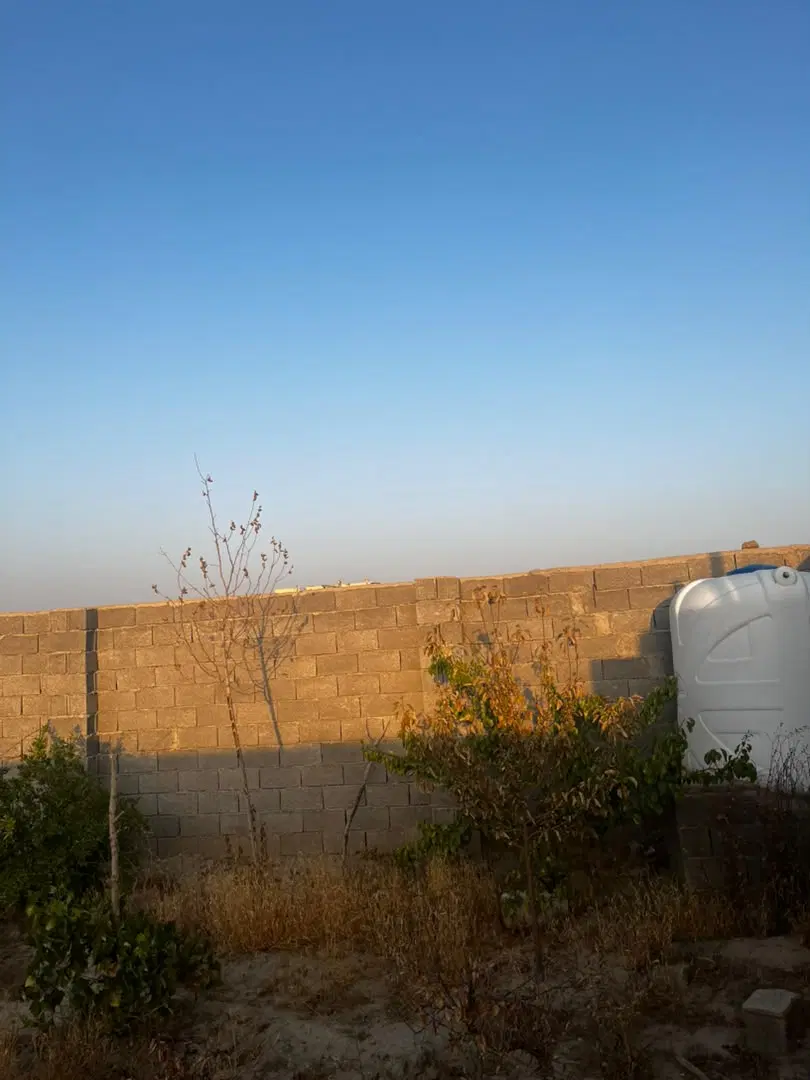 یک قطعه زمین ۴ دیواری با درخت