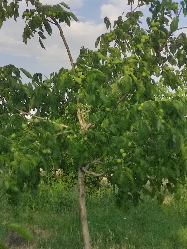 زمین مسکونی قلعه حاتم گلریز7