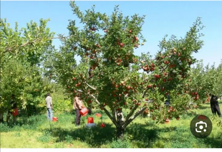 باغ کشاورزی