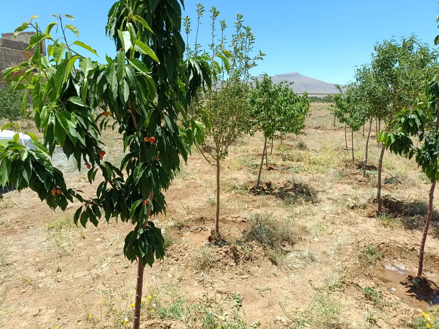 خونه باغ گلشن اباد