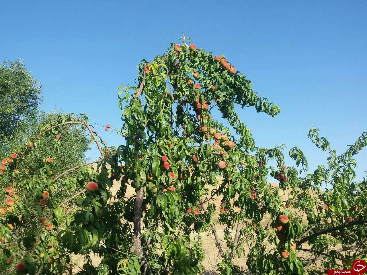 باغ ویلا مرزیجران