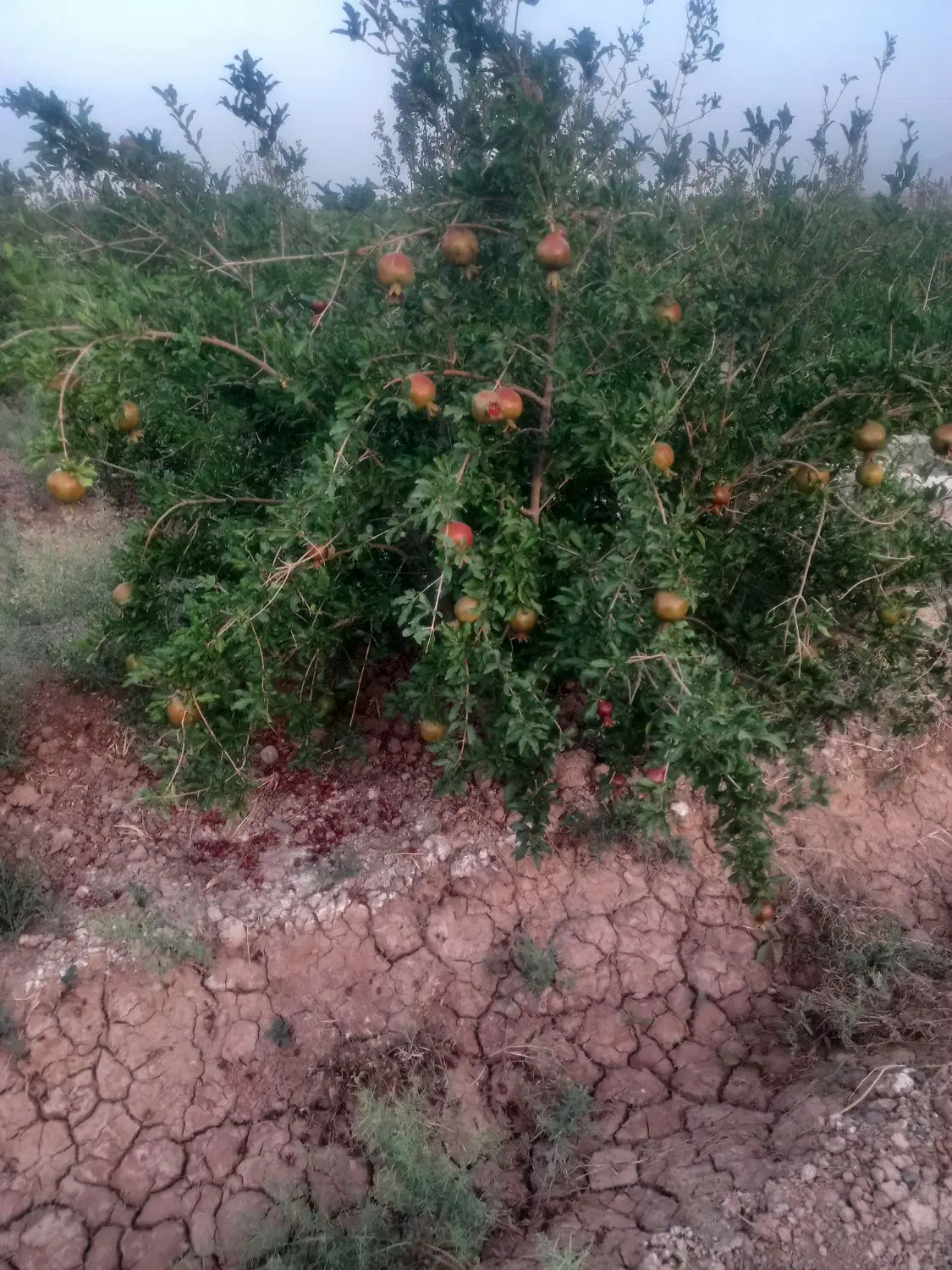 فروش باغ اناری ۴ ساله به متراژ ۹ هزارمتر