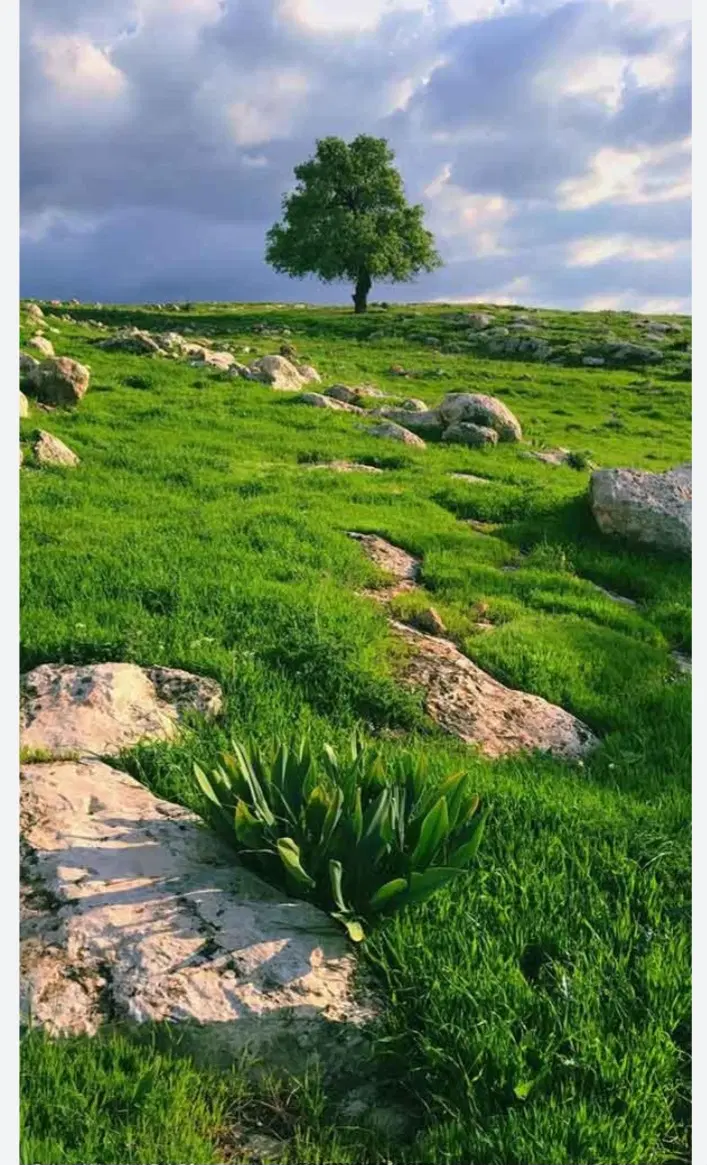 زمین چمگلک