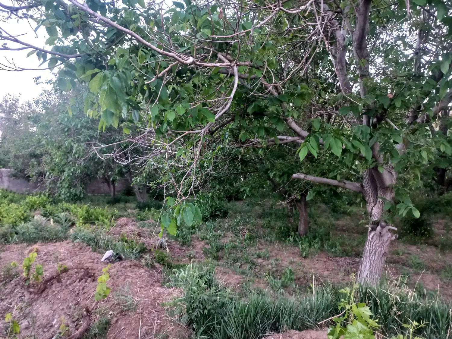 فروش زمین باغی