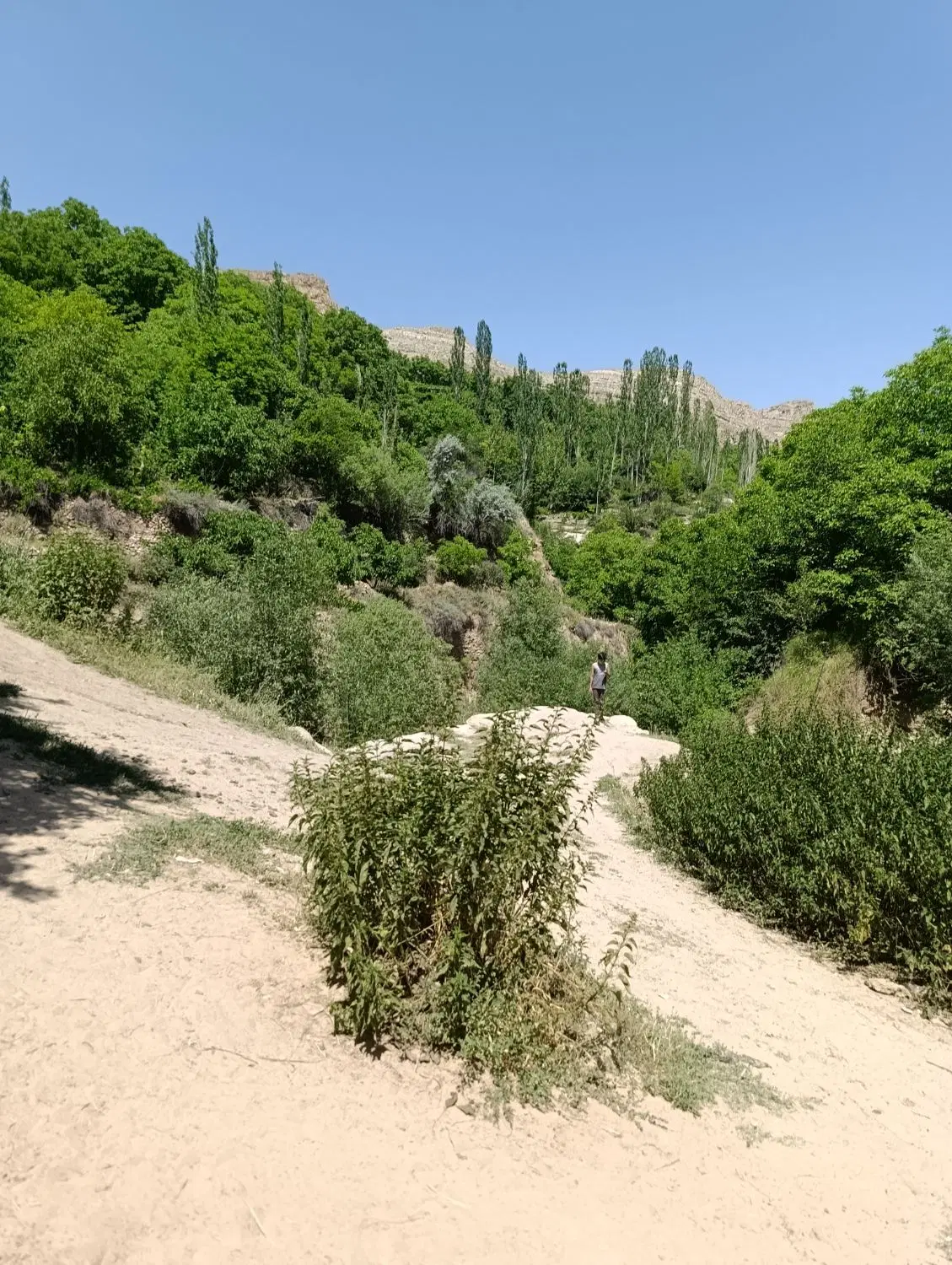 زمین کشاورزی