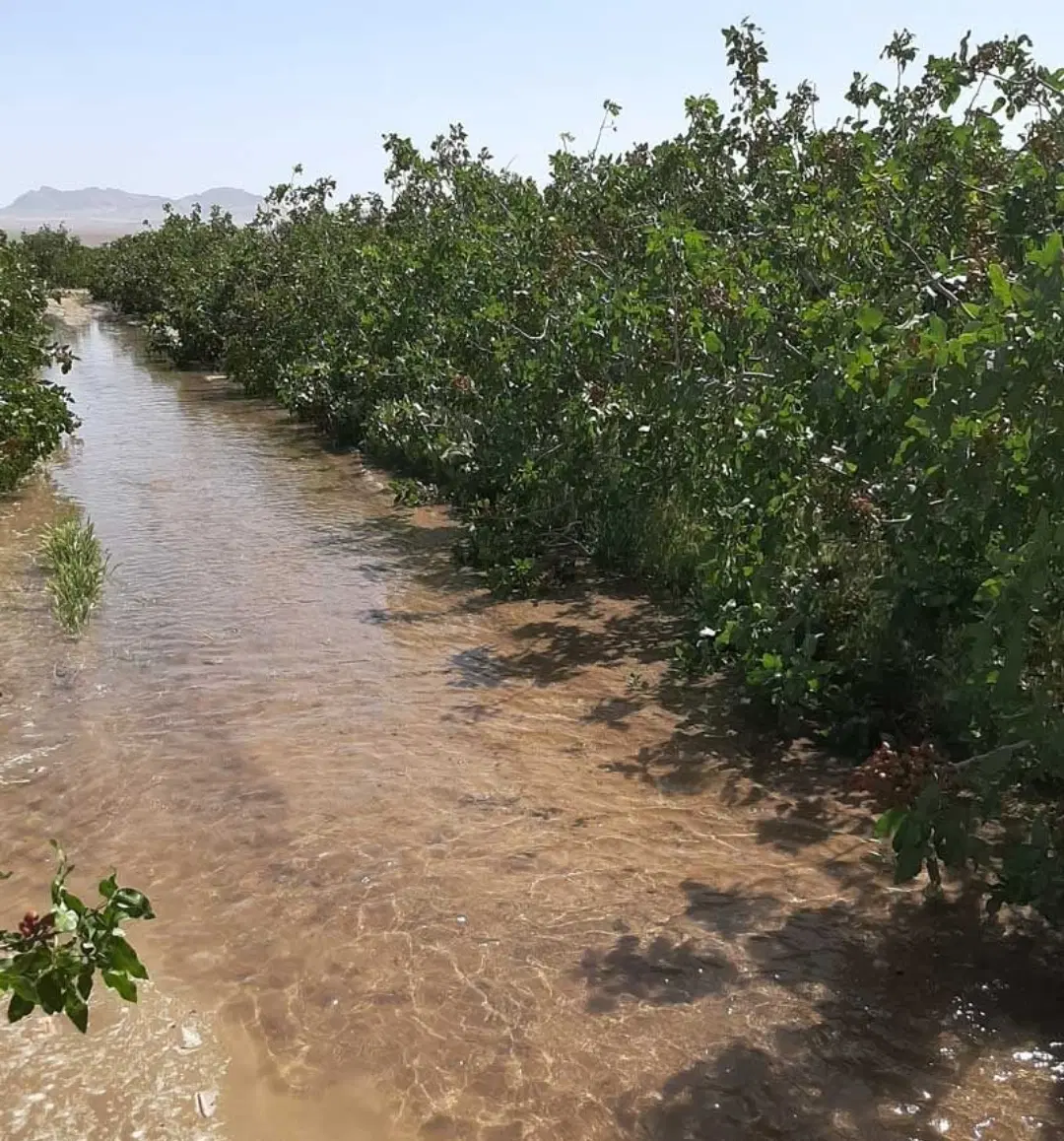 زمین کشاورزی