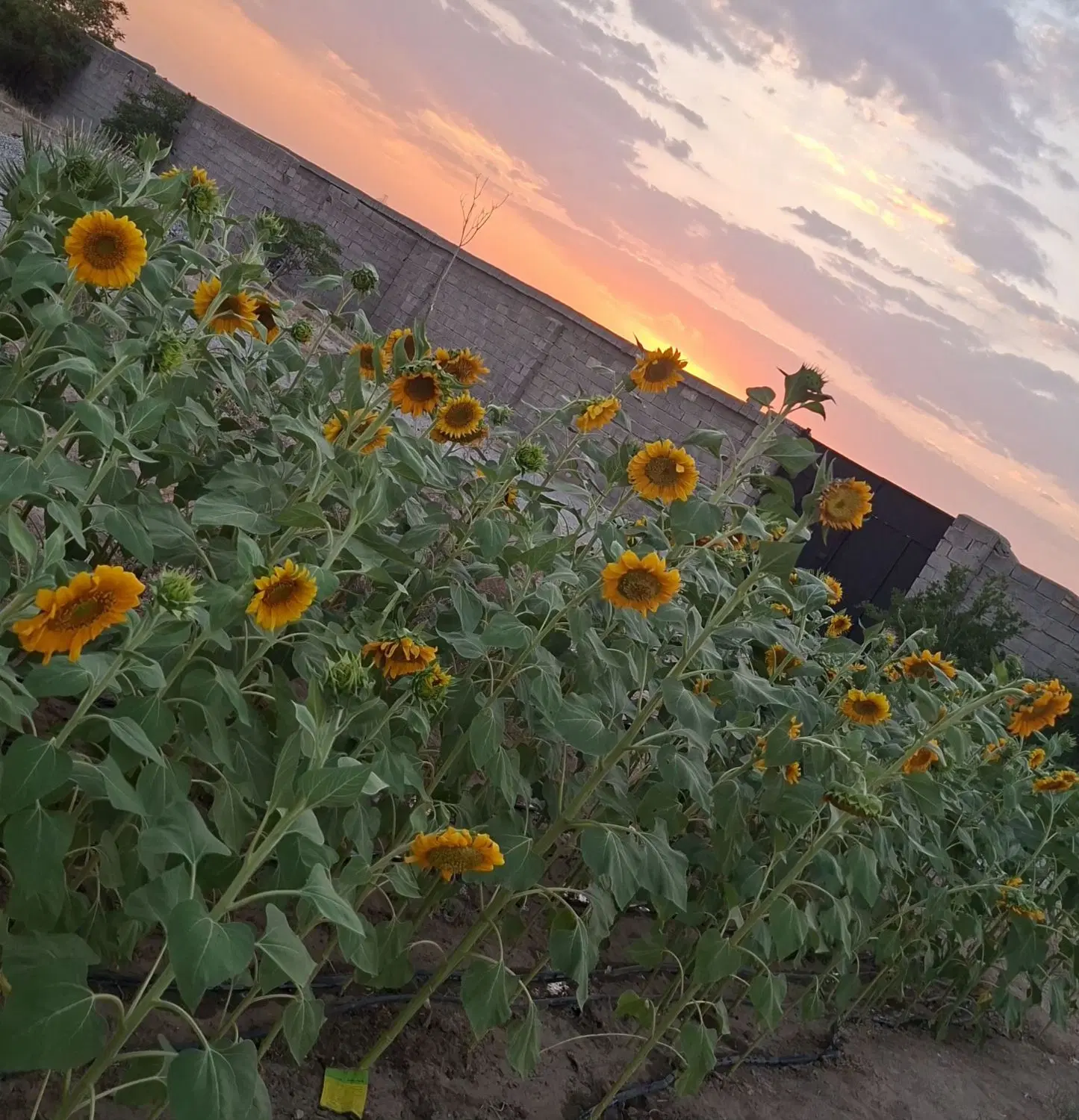 فروش زمین