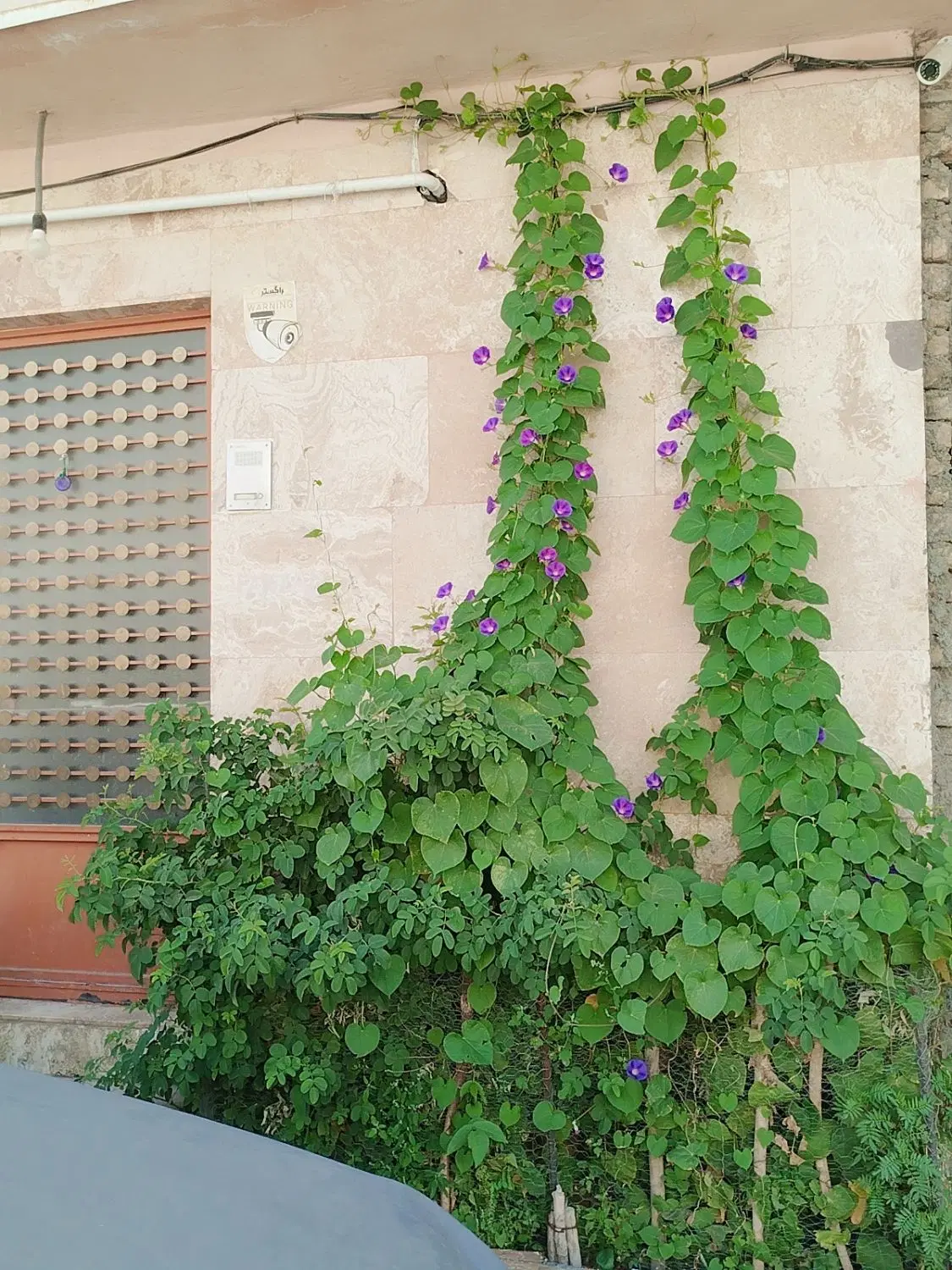 نیمه زیر زمین